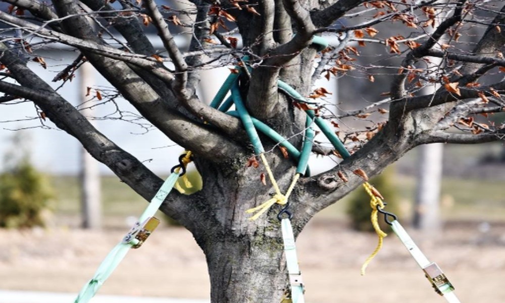 Protect your home and trees from storm damage with tree bracing cables