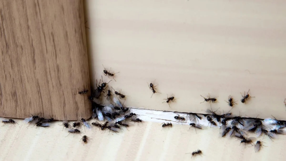 How to Kill Ants in Your House